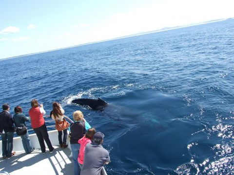 Moonshadow–TQC Cruises - ACT Tourism 1