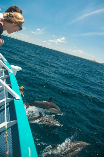 Moonshadow–TQC Cruises - ACT Tourism 3