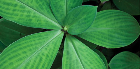 Limberlost Nursery & Garden Centre - ACT Tourism 0