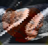 A Taste of Truffles - ACT Tourism