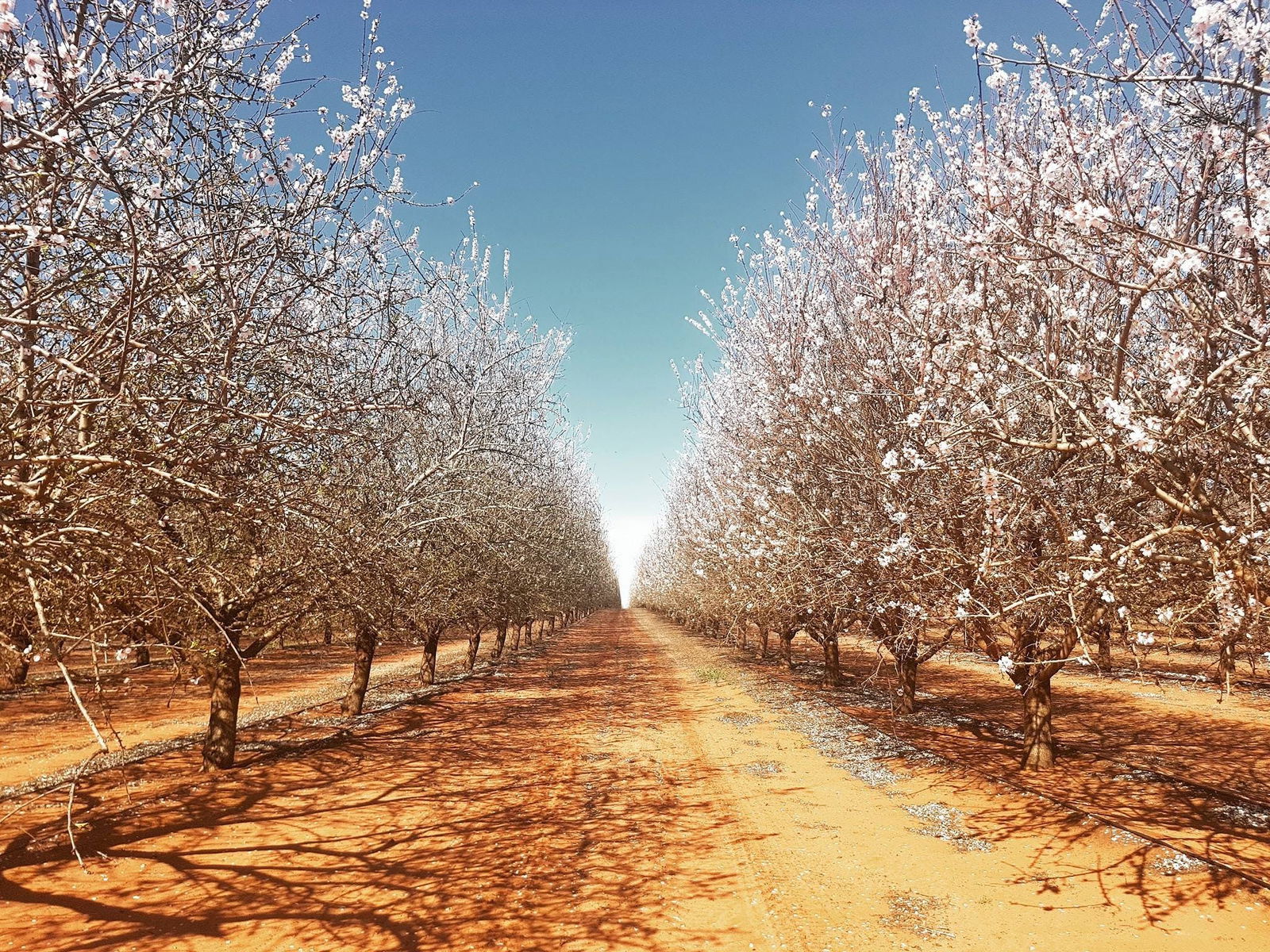 Robinvale Irrigation District Section B VIC ACT Tourism