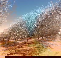 Mallee Almond Blossom Festival - ACT Tourism