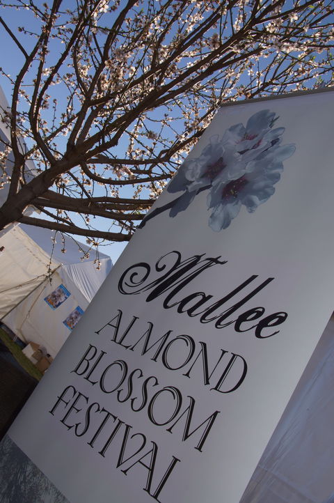Mallee Almond Blossom Festival - ACT Tourism 1