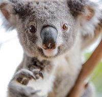 Meet the Stars of the Livestreams - ACT Tourism