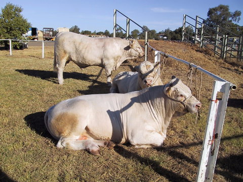 Wee Waa Show - ACT Tourism 2