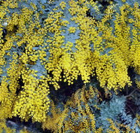 Australian Wattle Day  the Old Bus Depot Markets - ACT Tourism