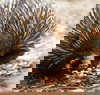 Aussie Wildlife Course - October Condensed Weekend Course - ACT Tourism