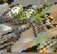 Blayney Farmers' Market - ACT Tourism