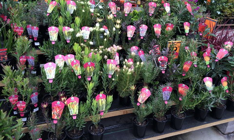 Culburra Beach Monthly Markets - ACT Tourism 0