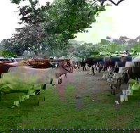 Dorrigo Agricultural Show - ACT Tourism