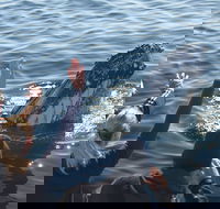 Eden Whale Festival - ACT Tourism