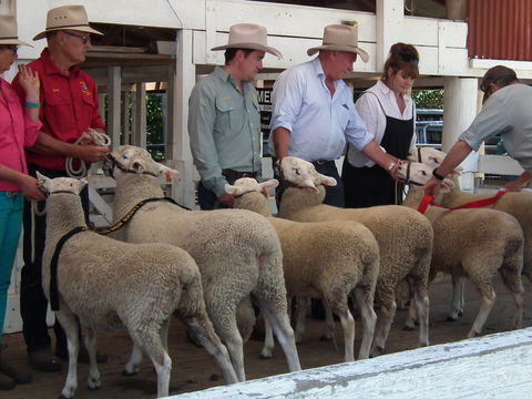 Glen Innes Pastoral And Agricultural Show - ACT Tourism 2
