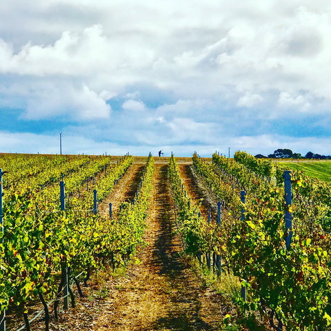 Peter Teakle Wines - ACT Tourism 1