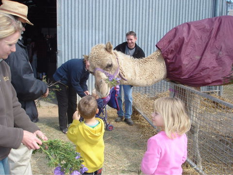 Wangaratta Show - ACT Tourism 1