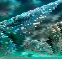 What lurks below - ACT Tourism