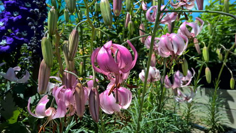 Burnie Lilium Show - ACT Tourism 1