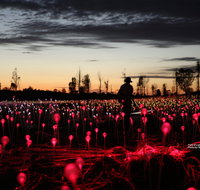 Field of Light Uluru - ACT Tourism