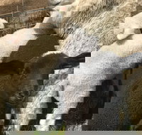 Flinders Island Show - ACT Tourism