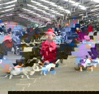 Hamilton Jack Russell Terrier and Hunting Dog Show - ACT Tourism