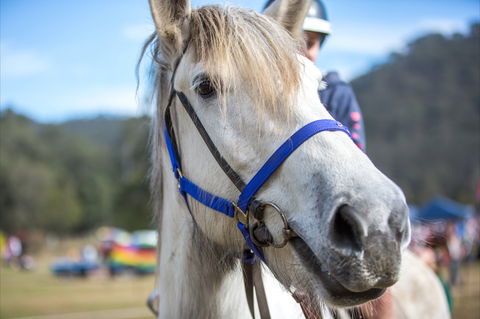 Horses Birthday Festival - ACT Tourism 1
