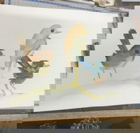 Ink  Watercolour Wash Illustration Workshop - ACT Tourism