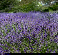 Lavender Herb and Chilli Festival - ACT Tourism