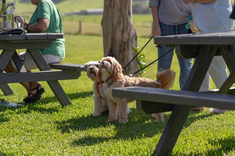 Live Music Sundays At Mountain Ridge Wines - ACT Tourism 1