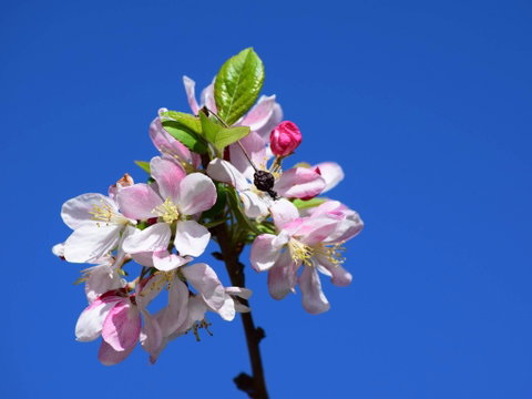 Spring Time At Hunter Valley Gardens - ACT Tourism 0