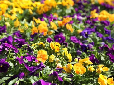 Spring Time At Hunter Valley Gardens - ACT Tourism 2