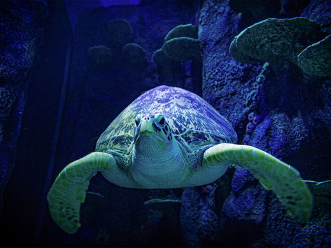 Sydney's Aquarium - ACT Tourism 0