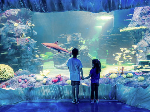 Sydney's Aquarium - ACT Tourism 1