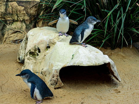 Sydney's Aquarium - ACT Tourism 2