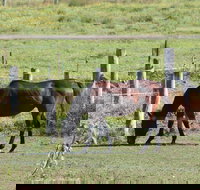 Airport Motel Sir Francis Drake - ACT Tourism