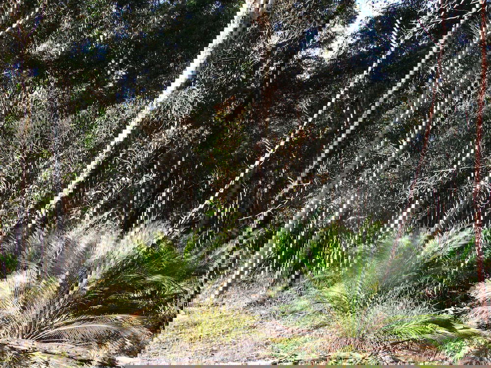 Coila NSW ACT Tourism