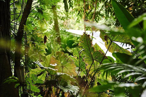 Daintree Ecolodge - ACT Tourism 4