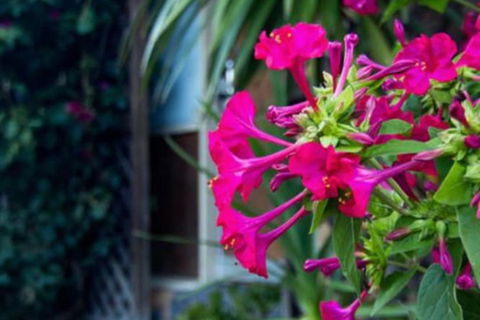 Cronulla Motor Inn - ACT Tourism 1