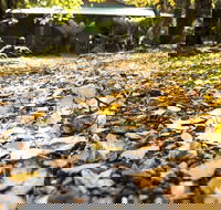 Cradle Forest Inn - ACT Tourism