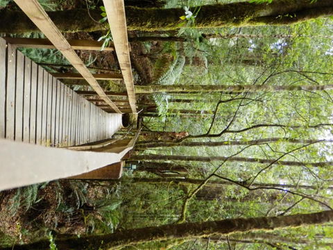 Tahune Air Walk Lodge - ACT Tourism 4