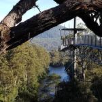 Tahune Air Walk Lodge - ACT Tourism 0