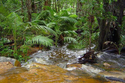 Forest Lodge: Bali Style Retreat - ACT Tourism 6