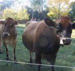 Drumreagh Bed  Breakfast Cabins - ACT Tourism