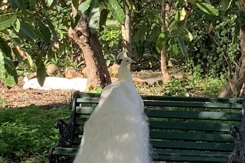 Bungala House 1856 - ACT Tourism 4