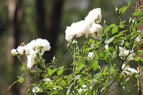 Avoca Park - ACT Tourism 5