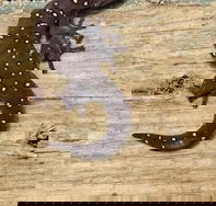 Beechs' Brook Rainforest Retreat - ACT Tourism