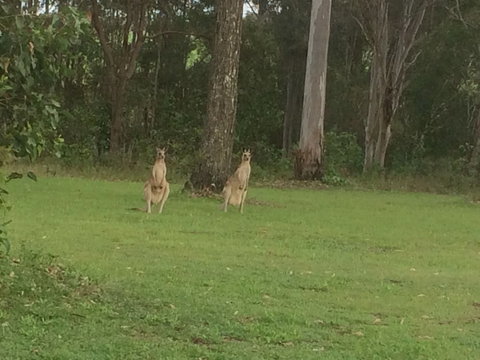 Mango Lodge At River Heads - ACT Tourism 1