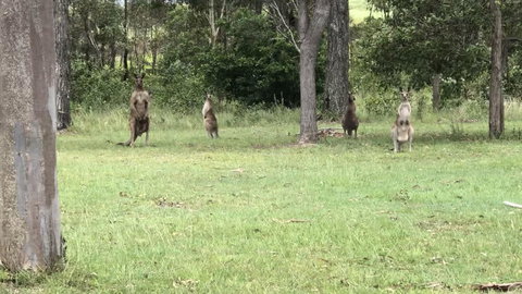 Mango Lodge At River Heads - ACT Tourism 3