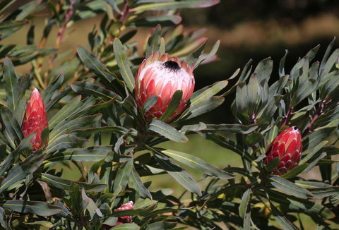 Riverwalk B & B - ACT Tourism 5