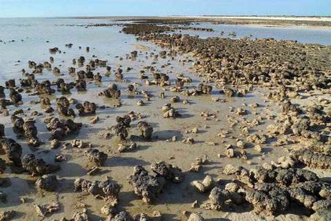 Hamelin Pool Caravan Park - ACT Tourism 3