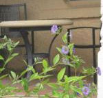 Amalie Cottage Waikerie Unit 1 - ACT Tourism