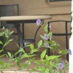 Amalie Cottage Waikerie Unit 1 - ACT Tourism 0